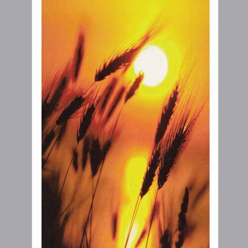 Prayer Card